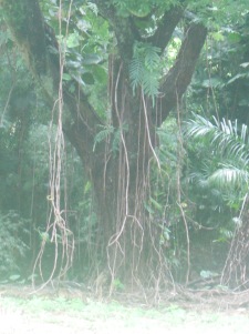 trees 061